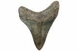 Juvenile Megalodon Tooth - South Carolina #312100-1